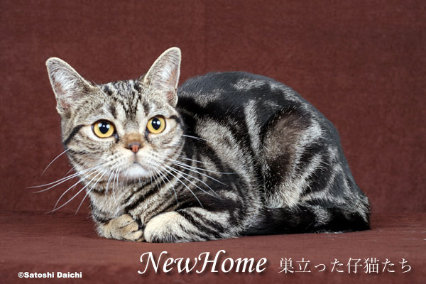 cat_newhome