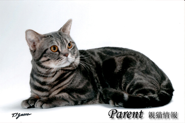 cat_parent