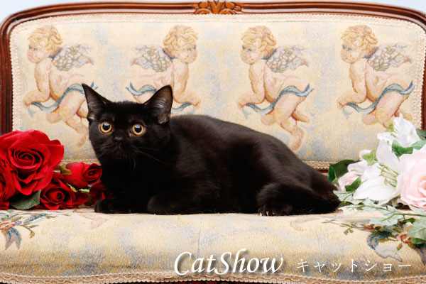 cat_show